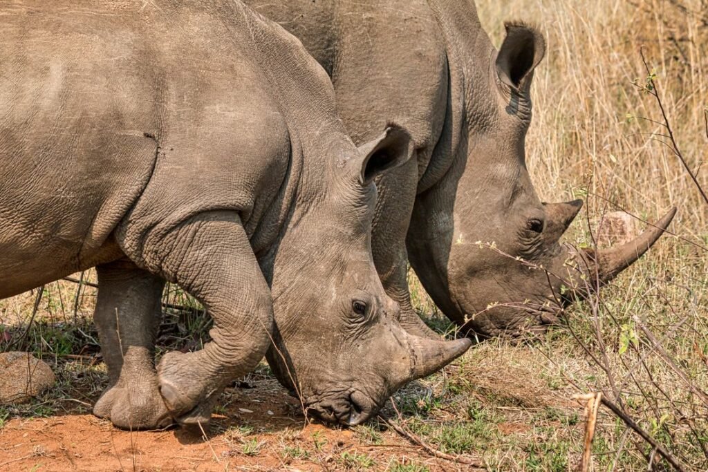 How to Help Endangered Species: 12 Practical Ways to Act
