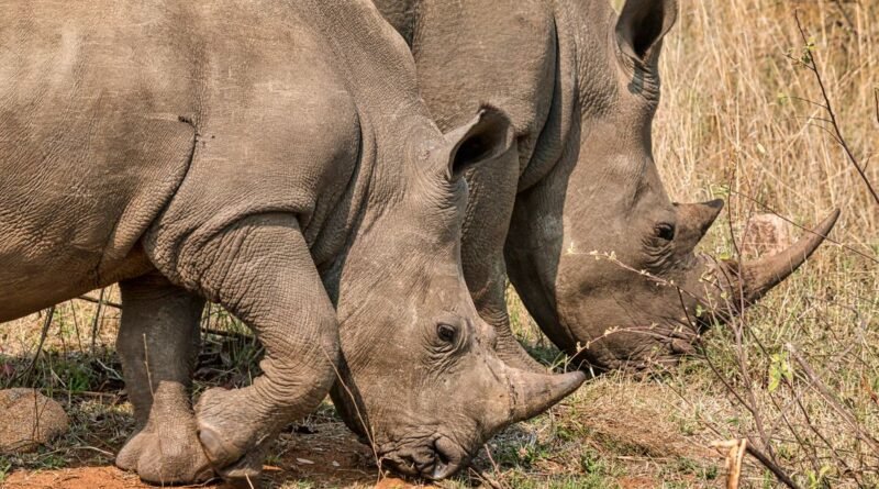 How to Help Endangered Species: 12 Practical Ways to Act