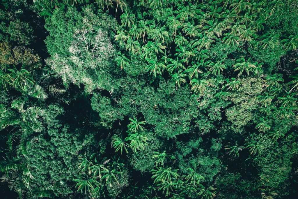 Amazon Rainforest Facts: The Lungs of Our Living Planet