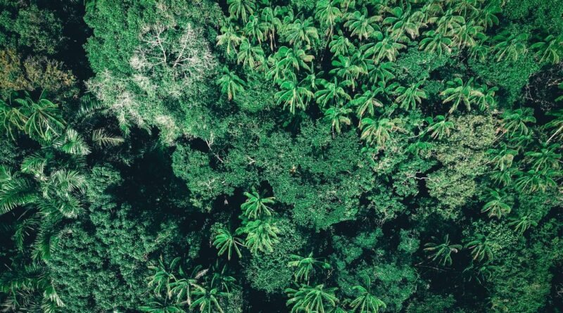 Amazon Rainforest Facts: The Lungs of Our Living Planet