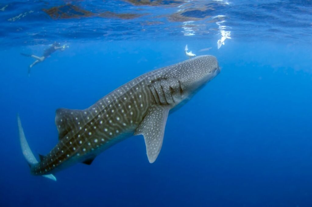 Whale Shark Facts: 25 Things About the Ocean's Giant
