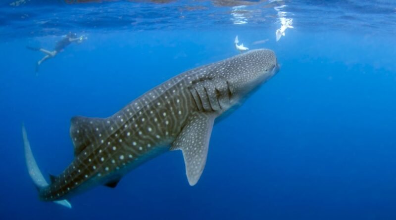 Whale Shark Facts: 25 Things About the Ocean's Giant