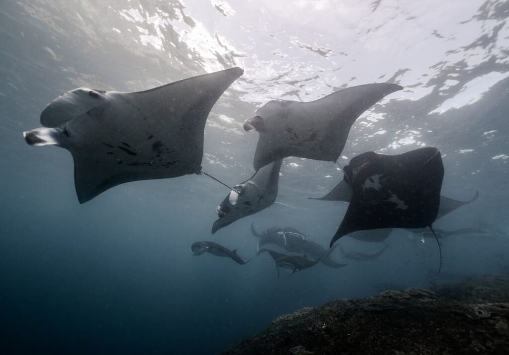 Manta Ray Facts: Meet the Gentle Giants of the Ocean