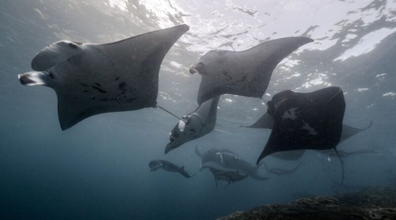 Manta Ray Facts: Meet the Gentle Giants of the Ocean