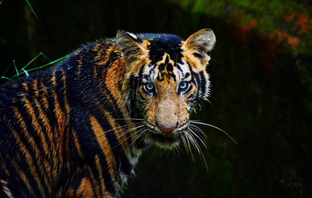 Endangered Species Examples: 15 Animals on the Brink