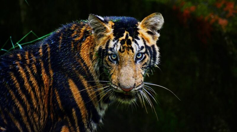 Endangered Species Examples: 15 Animals on the Brink