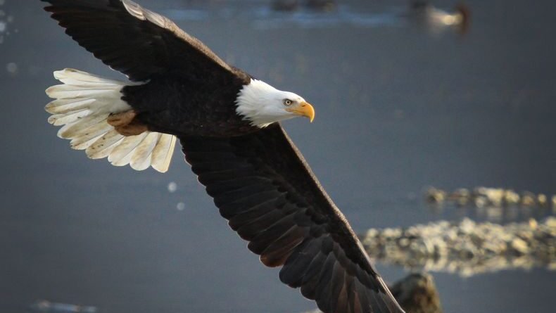 Conservation Success Stories: 10 Species Brought Back
