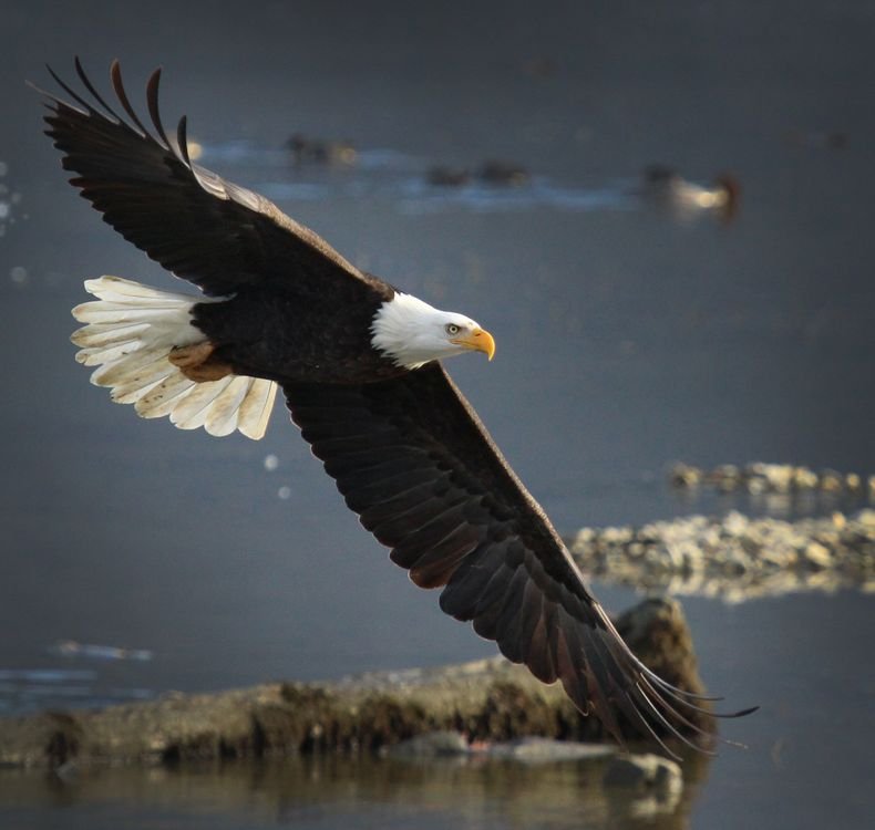 Conservation Success Stories: 10 Species Brought Back