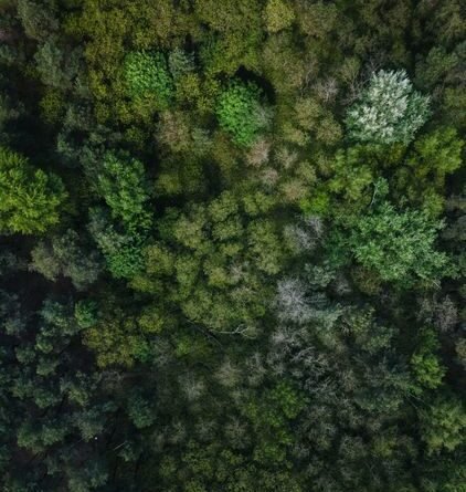 Ecosystem Restoration Explained: Bringing Nature Back