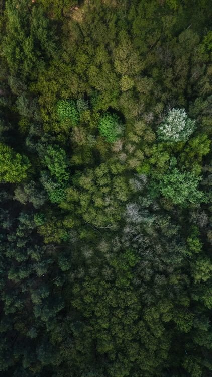 Ecosystem Restoration Explained: Bringing Nature Back