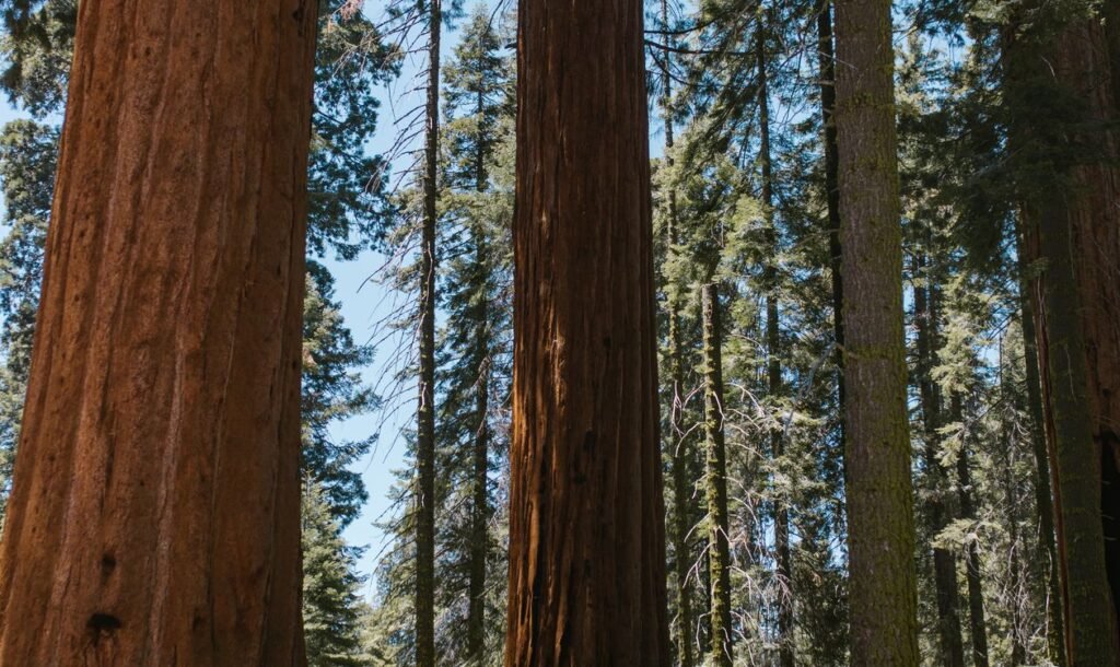 Giant Sequoia vs Redwood: Tallest vs Largest Trees Compared