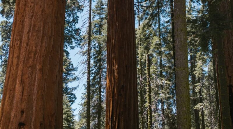 Giant Sequoia vs Redwood: Tallest vs Largest Trees Compared