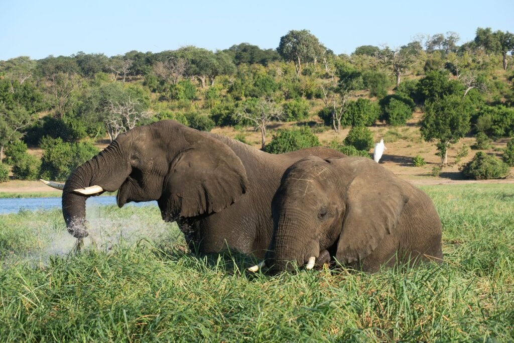 De-Extinction Explained: Can We Bring Species Back to Life?