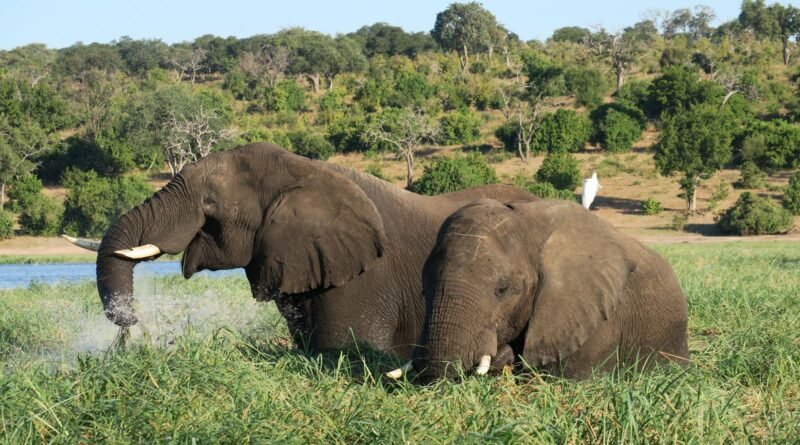 De-Extinction Explained: Can We Bring Species Back to Life?
