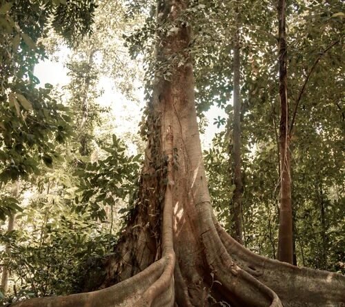 Strangler Fig Tree Facts: From Seed to Forest Giant