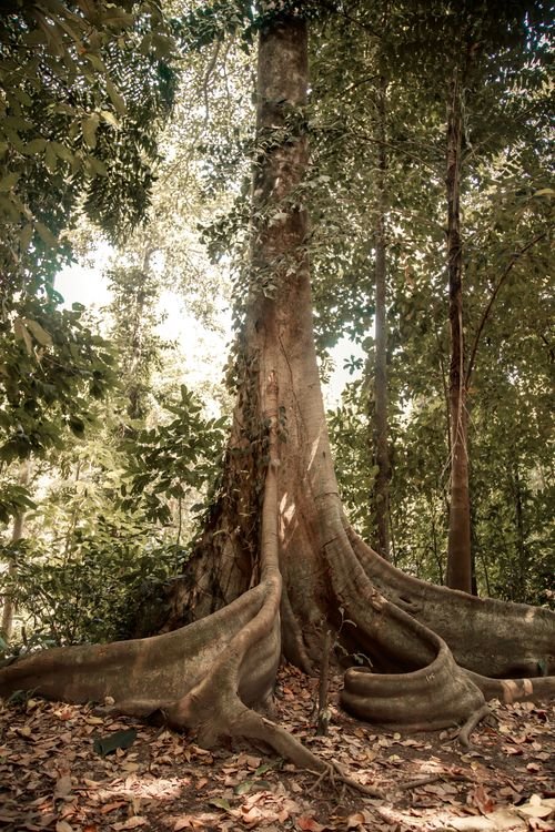 Strangler Fig Tree Facts: From Seed to Forest Giant