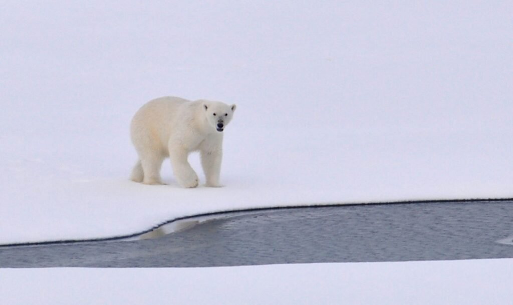 Flagship Species Examples: 10 Animals Saving Nature