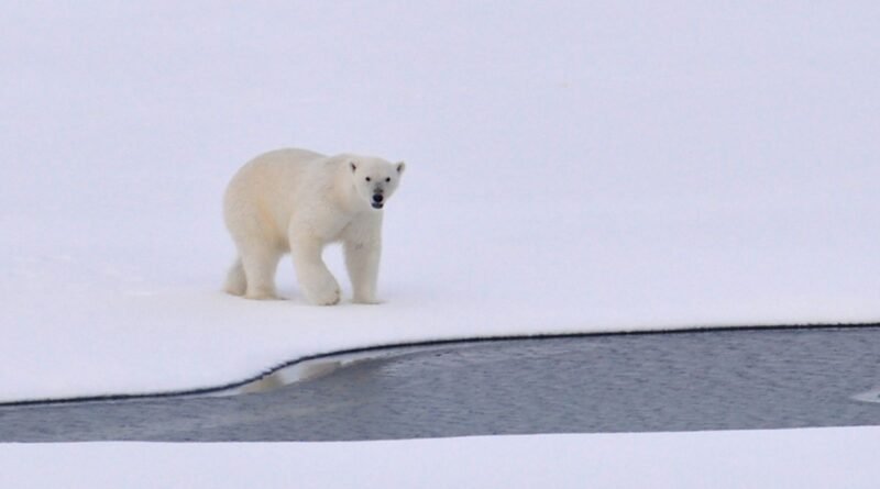 Flagship Species Examples: 10 Animals Saving Nature