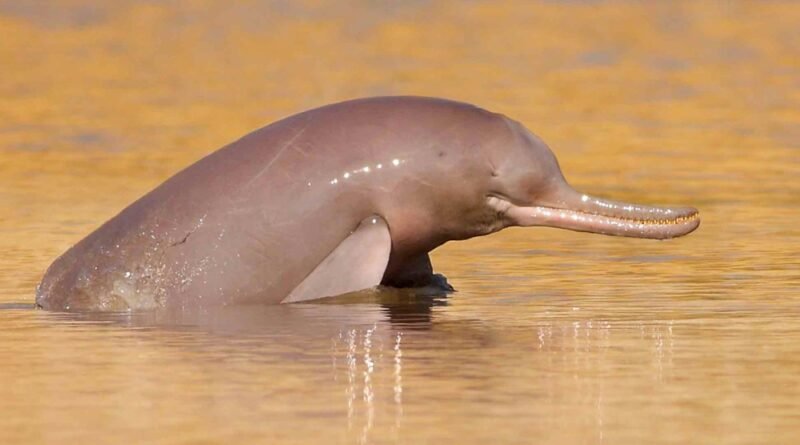 Indus River Dolphin: Pakistan's Blind River Guardian
