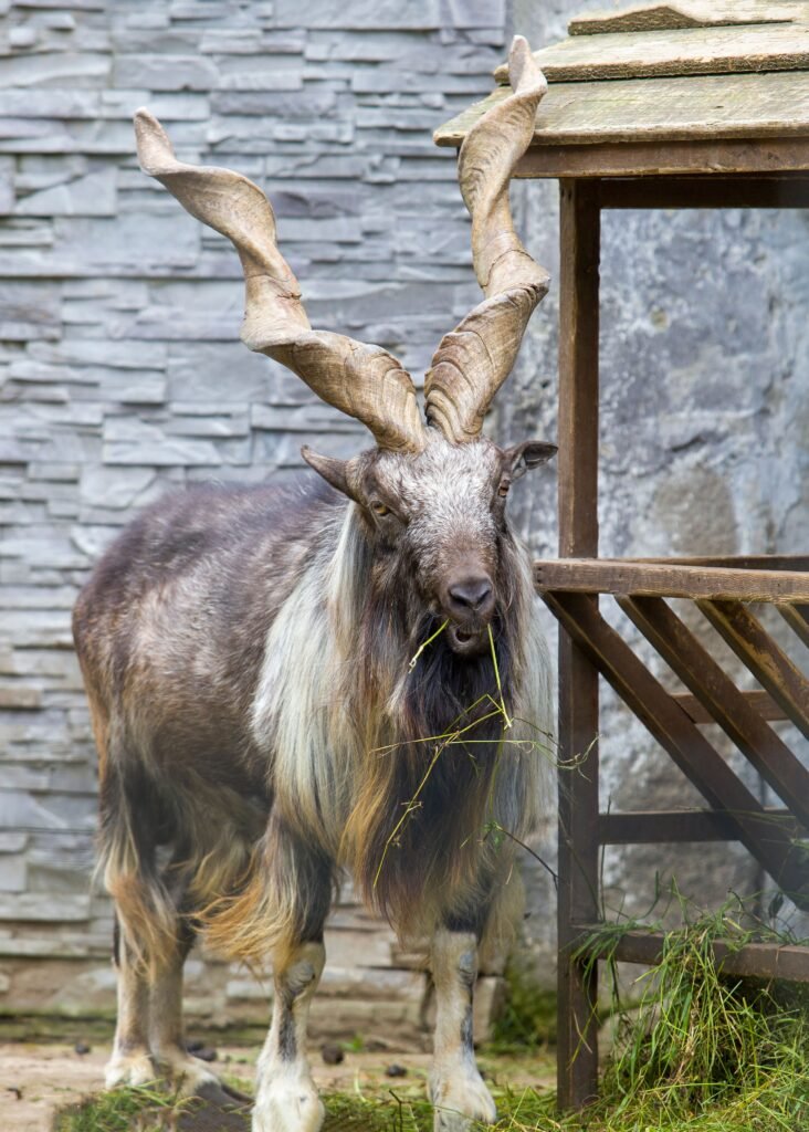 Markhor: Pakistan's National Animal, the Screw-Horned Goat