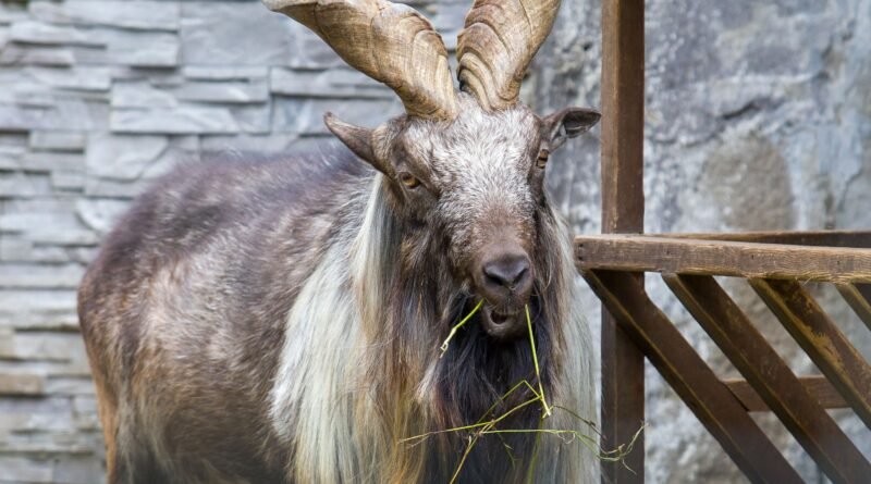 Markhor: Pakistan's National Animal, the Screw-Horned Goat