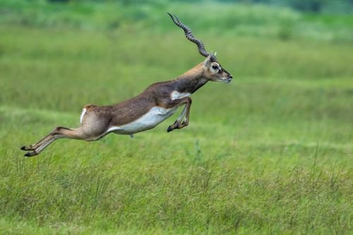 Lal Suhanra National Park: Wildlife, History & Visitor Guide