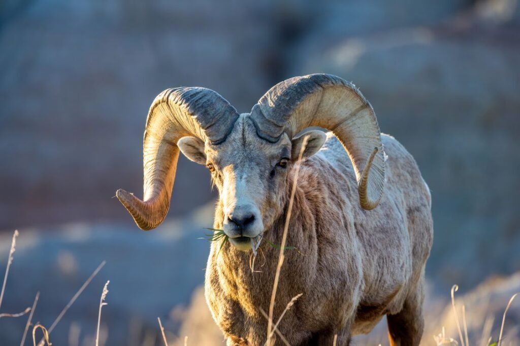 Punjab Urial: Pakistan's Endangered Wild Sheep Explained
