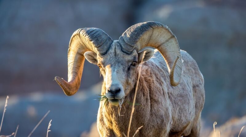 Punjab Urial: Pakistan's Endangered Wild Sheep Explained