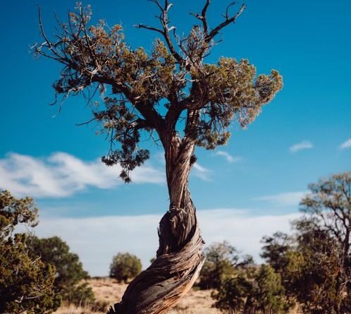 Ziarat Juniper Forest: Pakistan's Ancient Living Fossils
