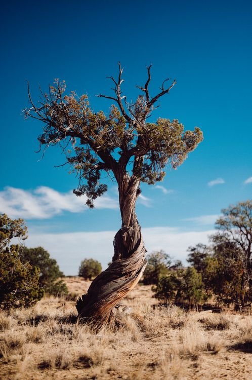 Ziarat Juniper Forest: Pakistan's Ancient Living Fossils