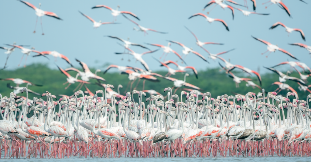 Wildlife Sanctuaries of Pakistan: Reserves That Save Species