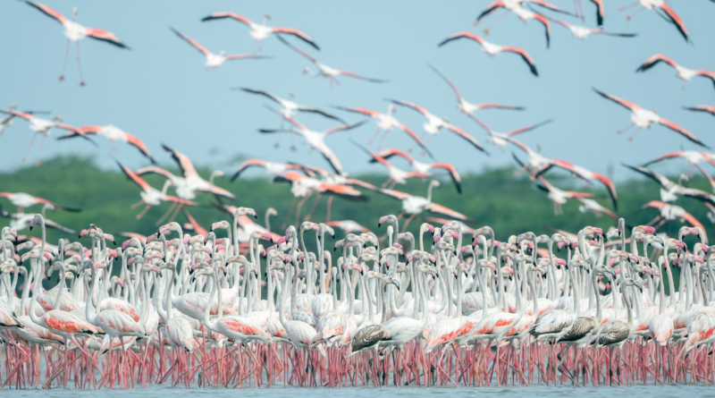 Wildlife Sanctuaries of Pakistan: Reserves That Save Species