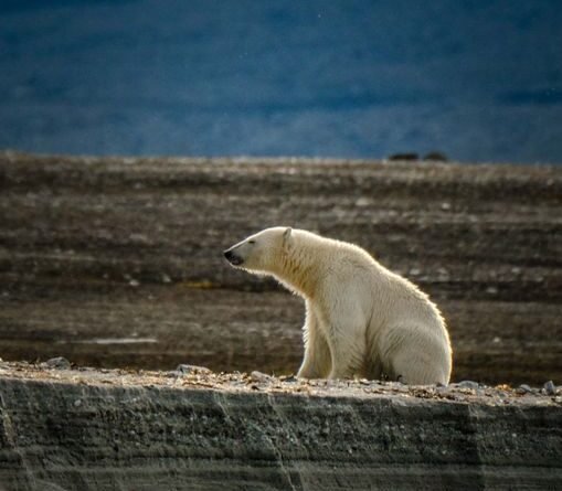 Climate Change Effects on Wildlife: Animals at Risk