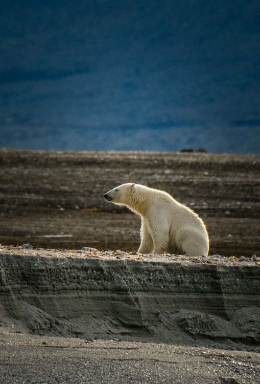 Climate Change Effects on Wildlife: Animals at Risk