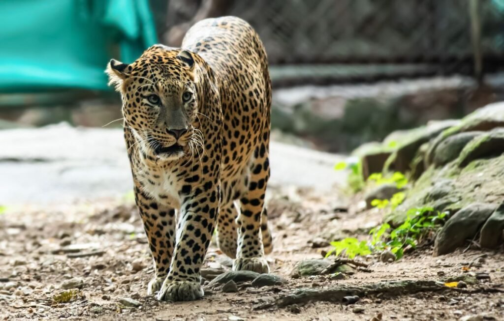 Margalla Hills Wildlife: Leopards at Islamabad's Edge