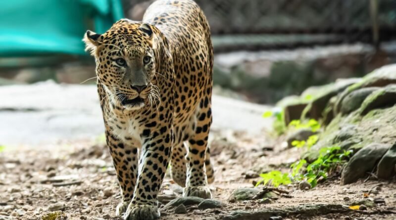 Margalla Hills Wildlife: Leopards at Islamabad's Edge