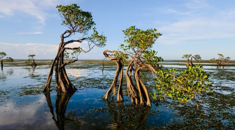 Indus Delta Mangroves: Pakistan's Arid Coastal Forest