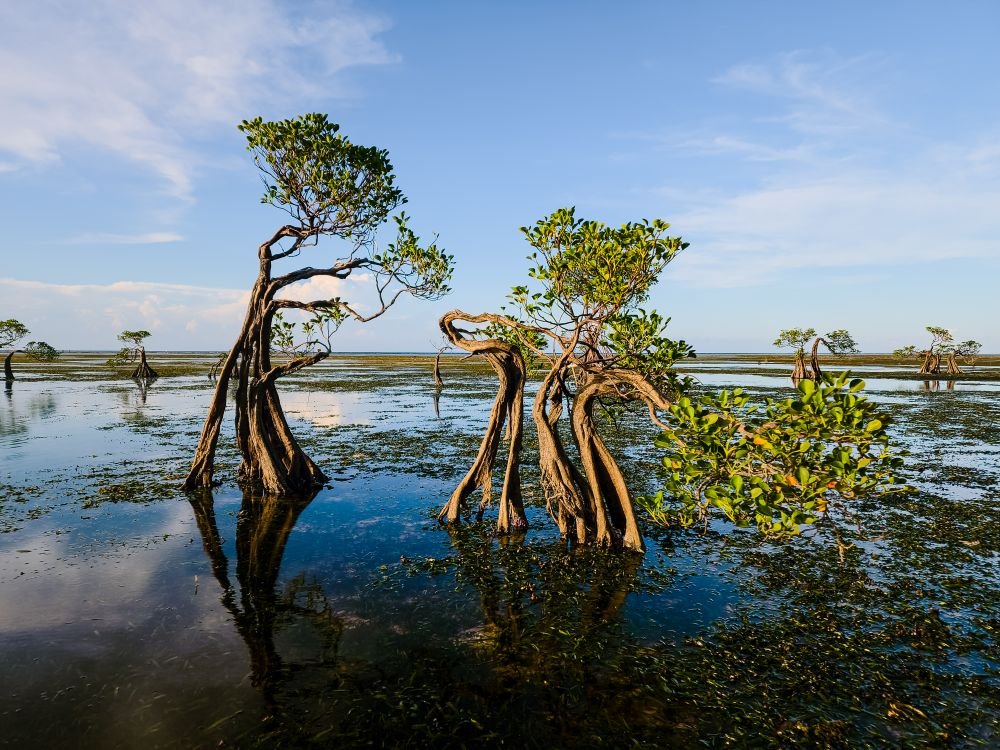 Indus Delta Mangroves: Pakistan's Arid Coastal Forest