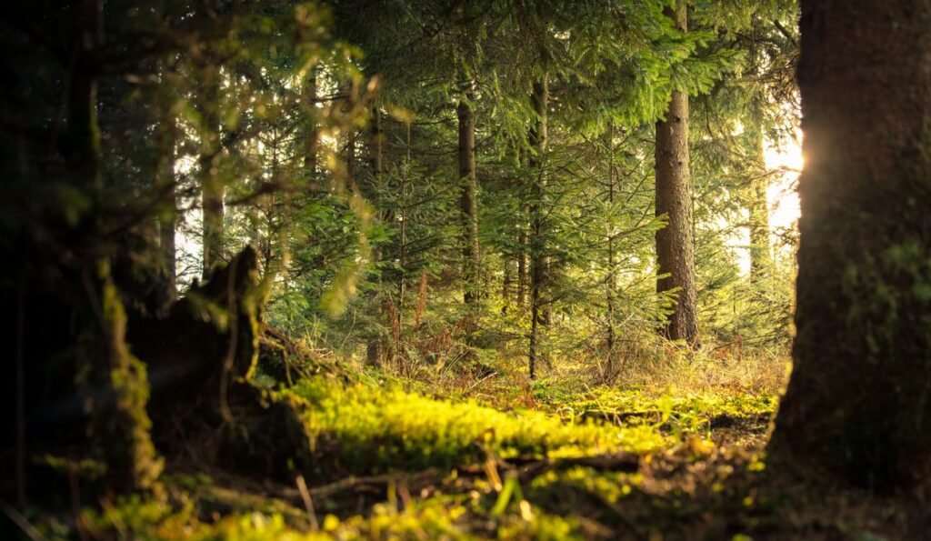 What Is Carbon Sequestration? Nature and Tech Solutions