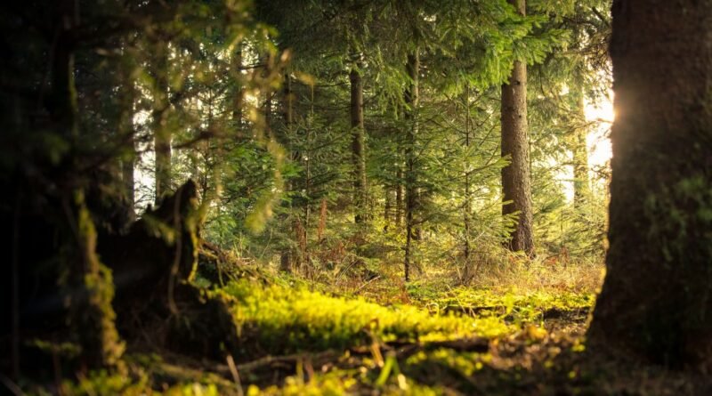 What Is Carbon Sequestration? Nature and Tech Solutions