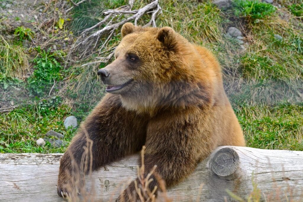 Himalayan Brown Bear: Pakistan's Deosai Giant Explained