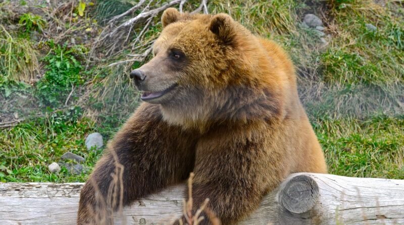 Himalayan Brown Bear: Pakistan's Deosai Giant Explained