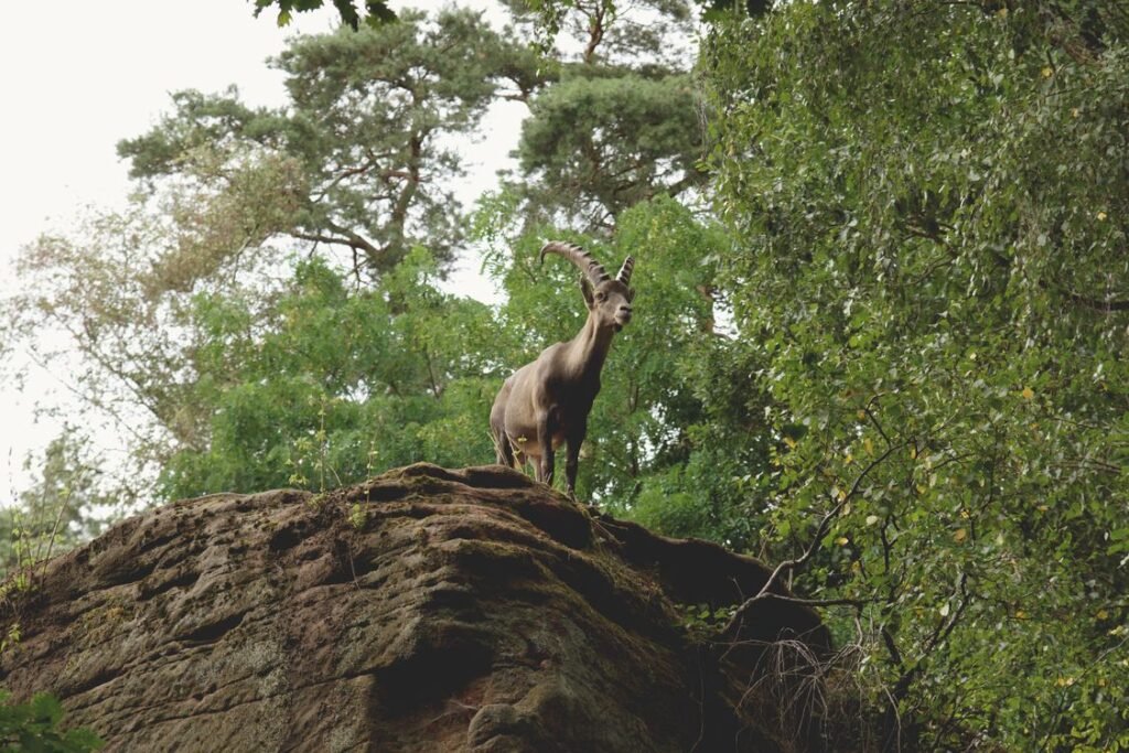 Chitral Gol National Park: The Markhor's Mountain Stronghold