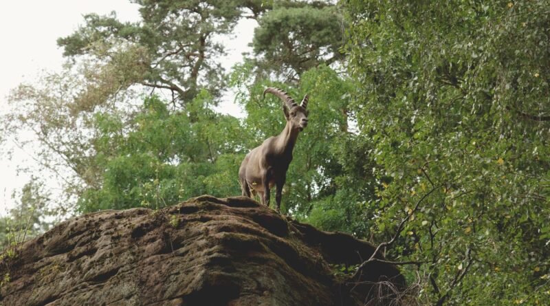 Chitral Gol National Park: The Markhor's Mountain Stronghold