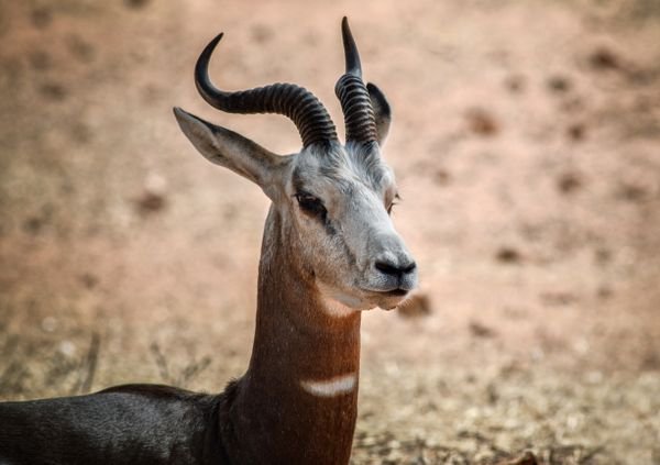 Chinkara Gazelle in Pakistan: The Desert Ghost of Thar