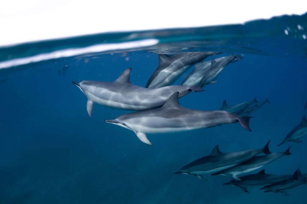 Blind River Dolphin Facts: How the Bhulan Sees with Sound