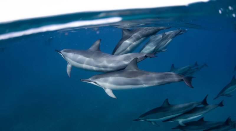 Blind River Dolphin Facts: How the Bhulan Sees with Sound