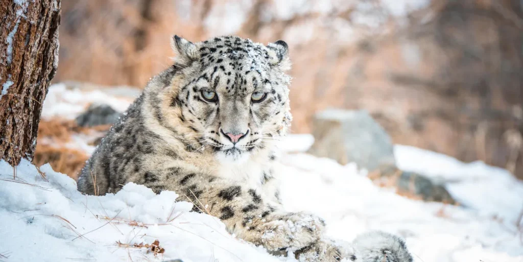 Snow Leopard in Pakistan: The Ghost of the Mountains