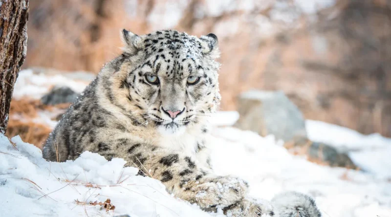 Snow Leopard in Pakistan: The Ghost of the Mountains